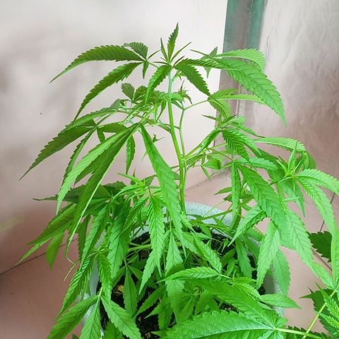 Penny growlog timeline photo