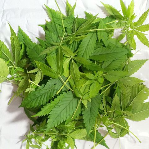 Penny growlog photo: 2° poda de bajos