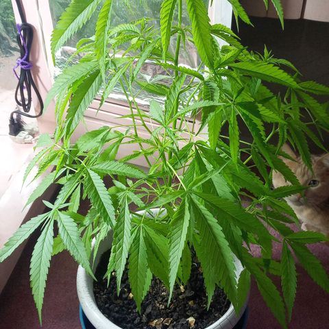 Penny growlog timeline photo