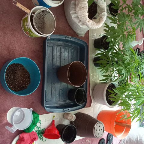 Penny growlog timeline photo