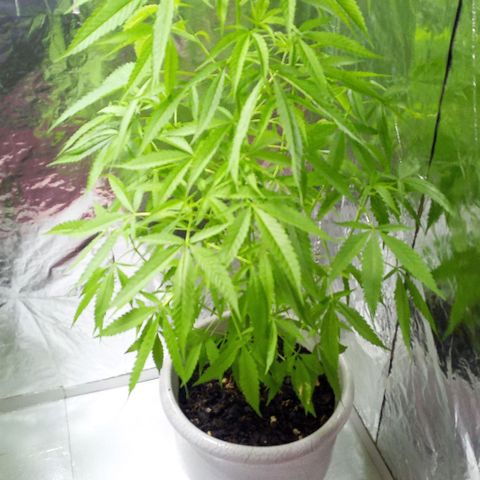 Penny growlog timeline photo