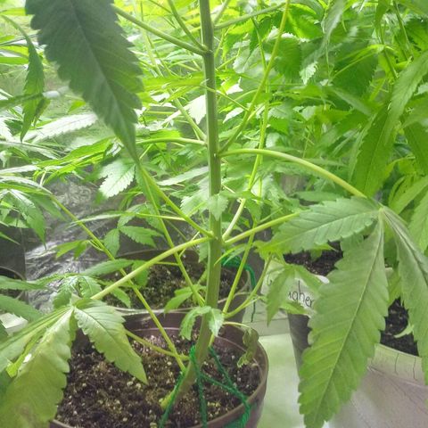 Penny growlog timeline photo