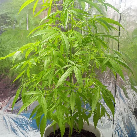 Penny growlog timeline photo