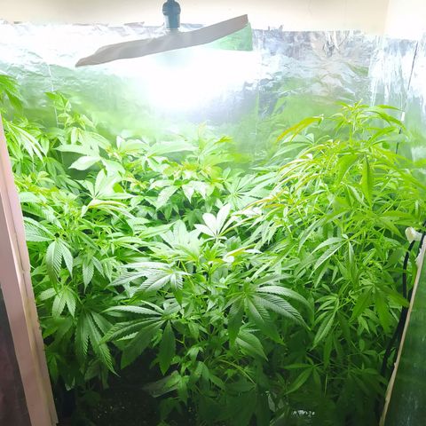 Penny growlog photo: Sus últimas semanas de crecimiento 