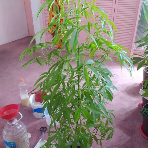 Penny growlog timeline photo