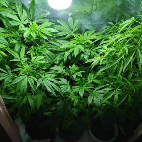 Penny growlog timeline photo