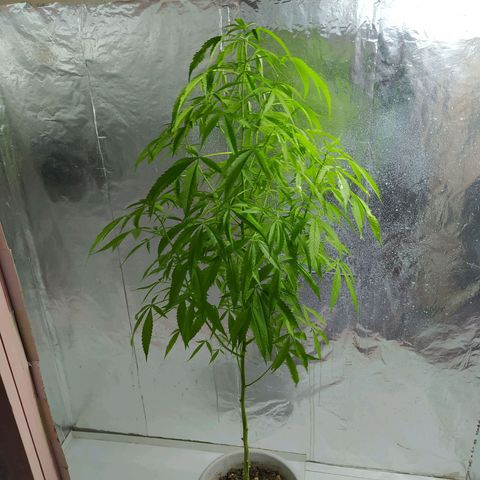 Penny growlog photo: Última foto 