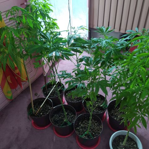 Penny growlog photo: Se infectaron con hongo mildiu 