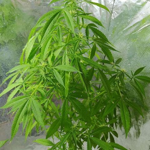 Penny growlog photo: Hembra 