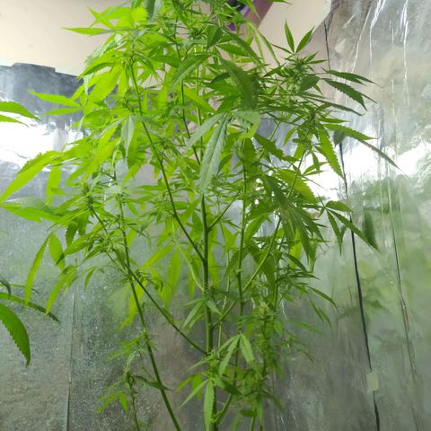 Penny growlog photo: Floración, cogollos pequeños 