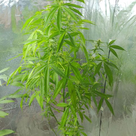Penny growlog photo: Floración, cogollos pequeños 