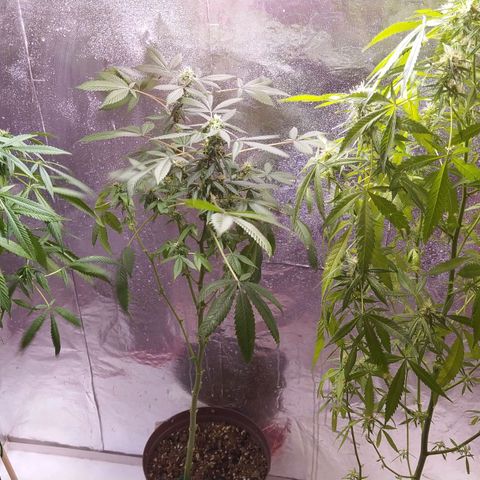 Penny growlog photo: Floración 