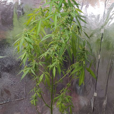 Penny growlog photo: Floración avanzada, da muchos pero aún así son pequeños cogollos 