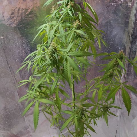 Penny growlog photo: Ya en sus últimos días de floración ah crecido los cogollos pero no lo suficiente, se calcula en esta semana se cosecha 