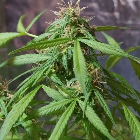Penny growlog photo: Ya en sus últimos días de floración ah crecido los cogollos pero no lo suficiente, se calcula en esta semana se cosecha 