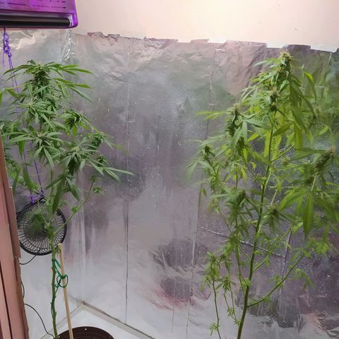 Penny growlog photo: Quedan 2 más en floración la tercera está en secado la que se ve que es indica (Nicolás), las otras dos sativa (walli) y ruderalis (Penny)