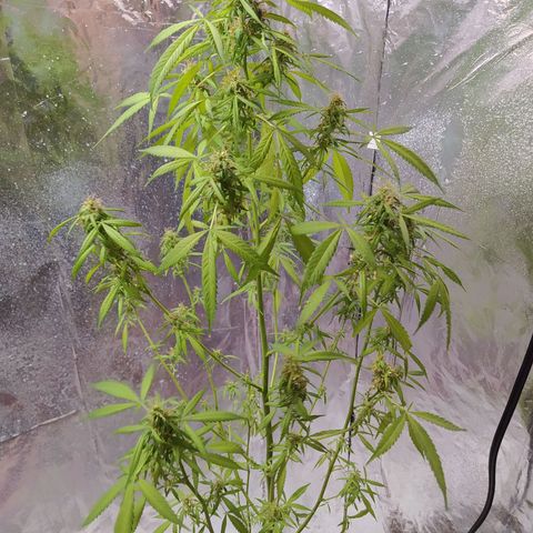 Penny growlog photo: Ya está lista para cosechar 