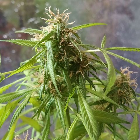 Penny growlog photo: Ya está lista para cosechar 