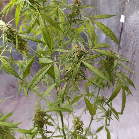 Penny growlog photo: Ya está lista para cosechar 