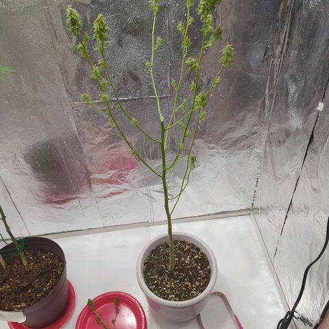 Penny growlog timeline photo