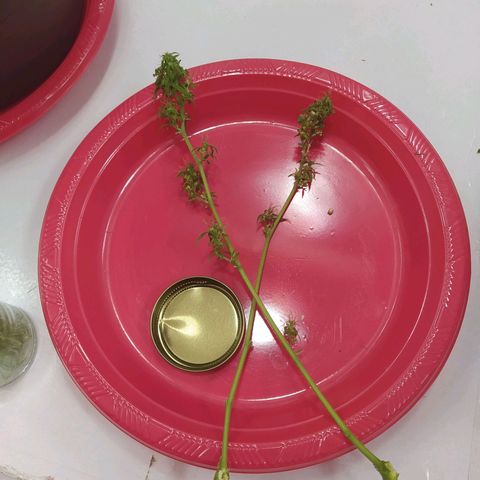 Penny growlog timeline photo