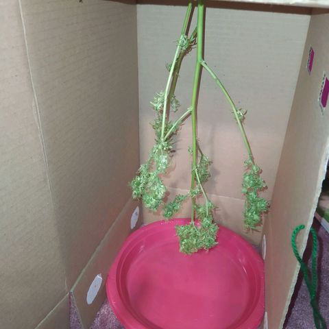 Penny growlog timeline photo