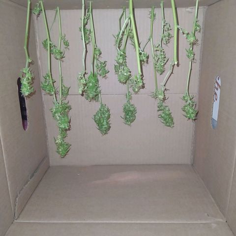 Penny growlog timeline photo