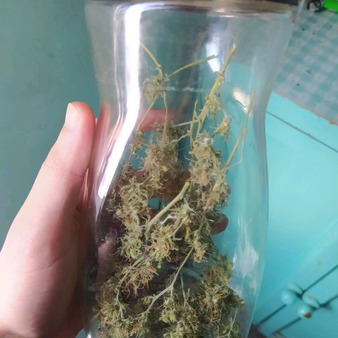 Penny growlog timeline photo