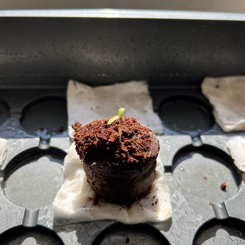 CI-1  growlog timeline photo