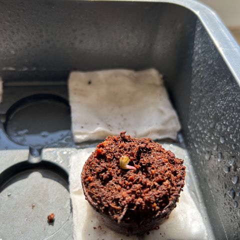 CI-2 growlog timeline photo