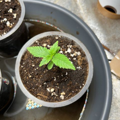 CI-2 growlog timeline photo