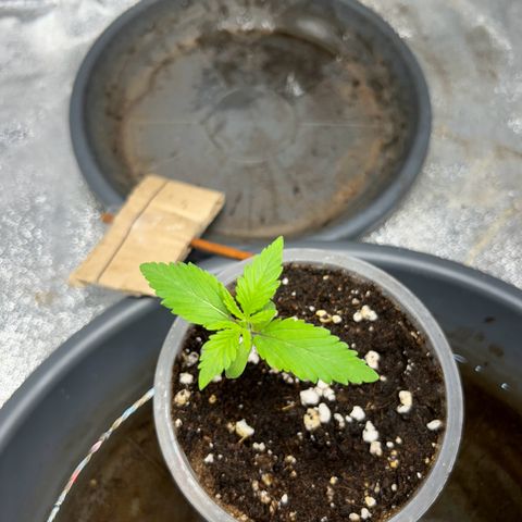 CI-1  growlog timeline photo