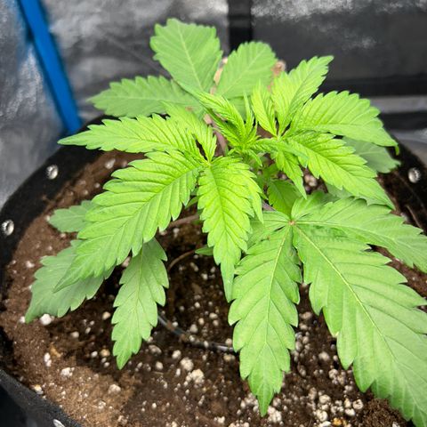 CI-1  growlog timeline photo