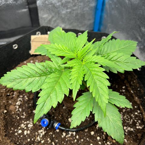 CI-2 growlog timeline photo