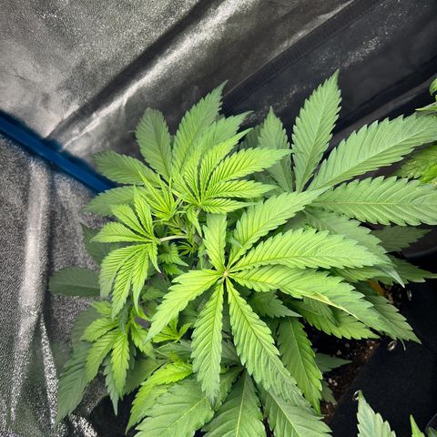 CI-1  growlog timeline photo