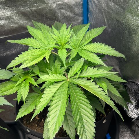 CI-2 growlog timeline photo