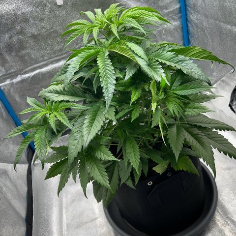 CI-2 growlog timeline photo