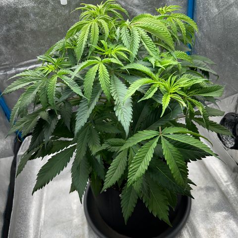CI-1  growlog timeline photo