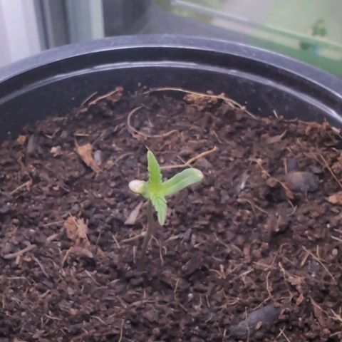 LSD1 growlog timeline photo