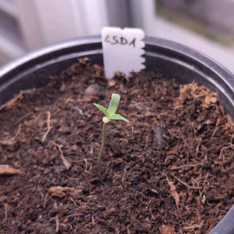 LSD1 growlog timeline photo