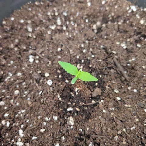 LSD1 growlog timeline photo