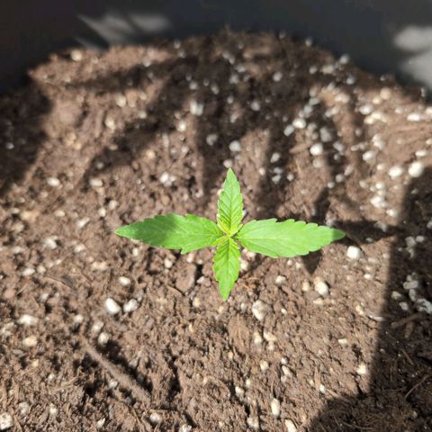LSD1 growlog timeline photo