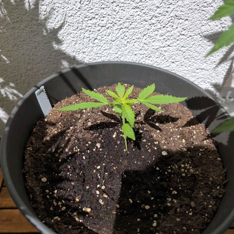 LSD1 growlog timeline photo