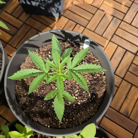LSD1 growlog timeline photo