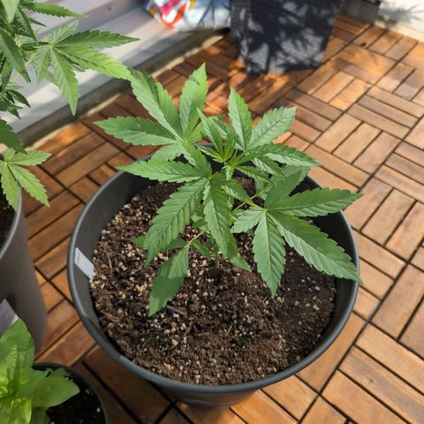 LSD1 growlog timeline photo