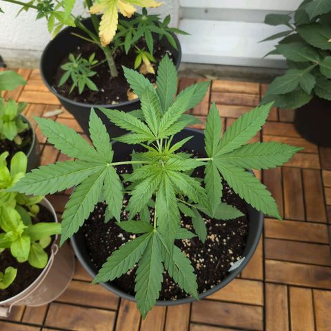 LSD1 growlog timeline photo