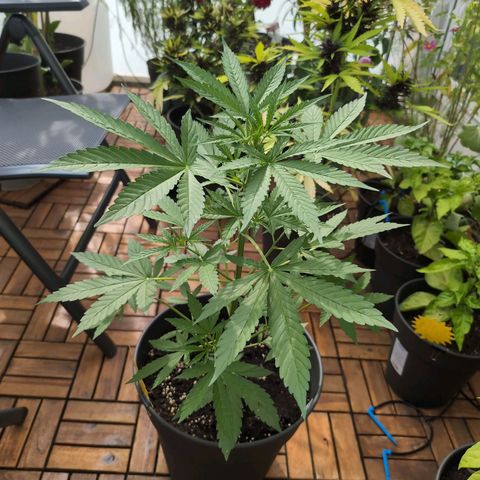 LSD1 growlog timeline photo