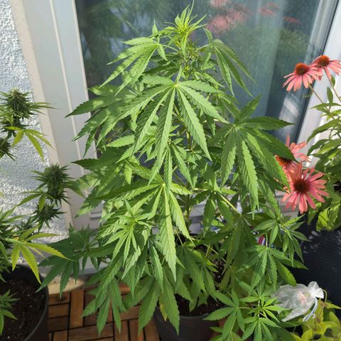 LSD1 growlog timeline photo