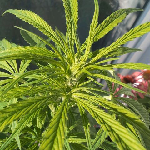 LSD1 growlog timeline photo