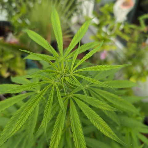 LSD1 growlog timeline photo